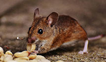 24 Hour & Emergency Exterminators in Milpitas, CA